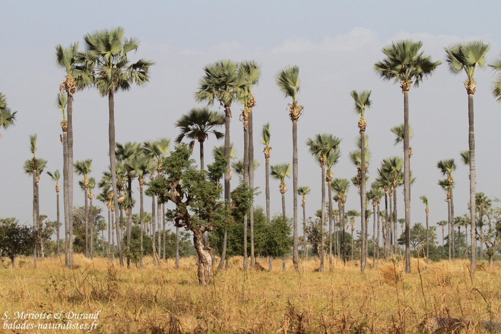 Palmiers rôniers, Sine Saloum