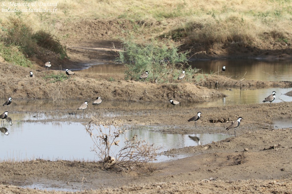 Vanneaux éperonnés, Sine Saloum