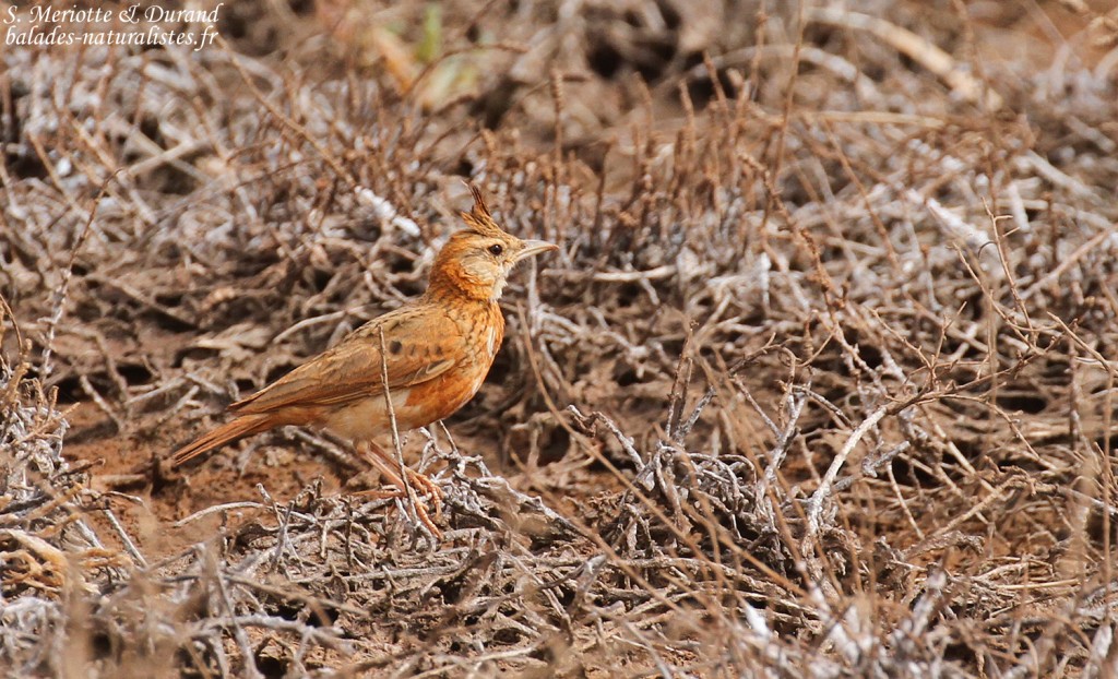Cochevis huppé, Sine Saloum