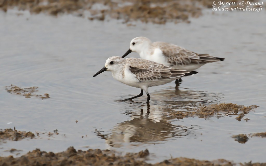 Bécasseau sanderling, Sine Saloum