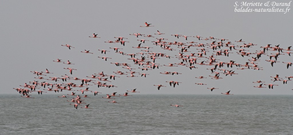 Flamants nains, Sine Saloum