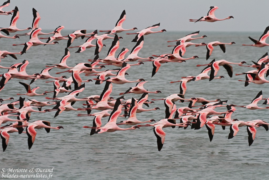 Flamants nains, Sine Saloum