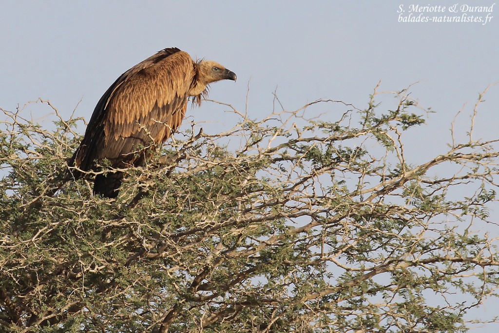 Vautour africain, Sine Saloum