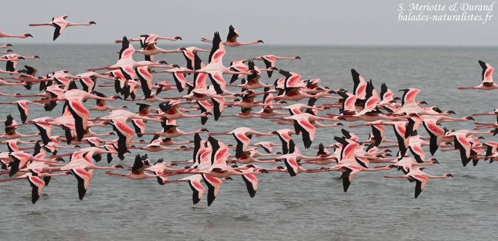 Flamants nains, Sine Saloum