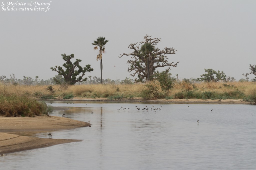 Paysages du Sine Saloum