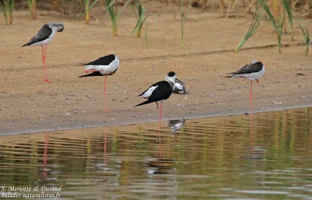 Échasses blanches, Sine Saloum