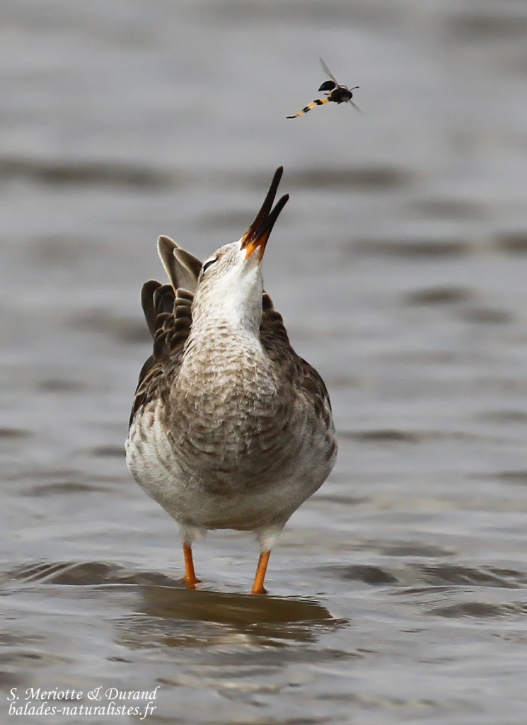 Combattant varié chassant les insectes, Sine Saloum
