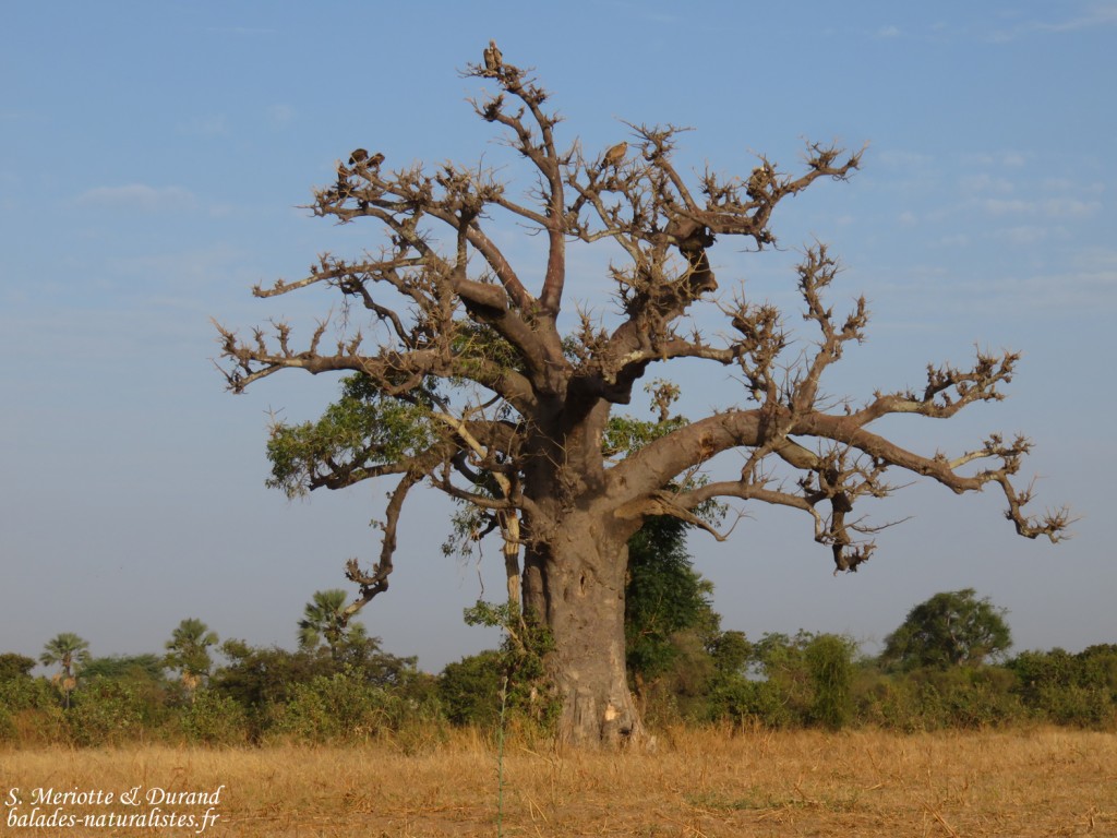 Baobab, Sine Saloum