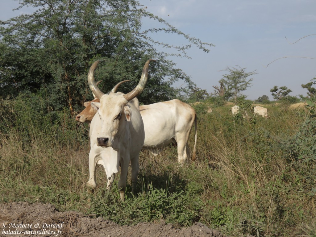 Zébu, Sine Saloum