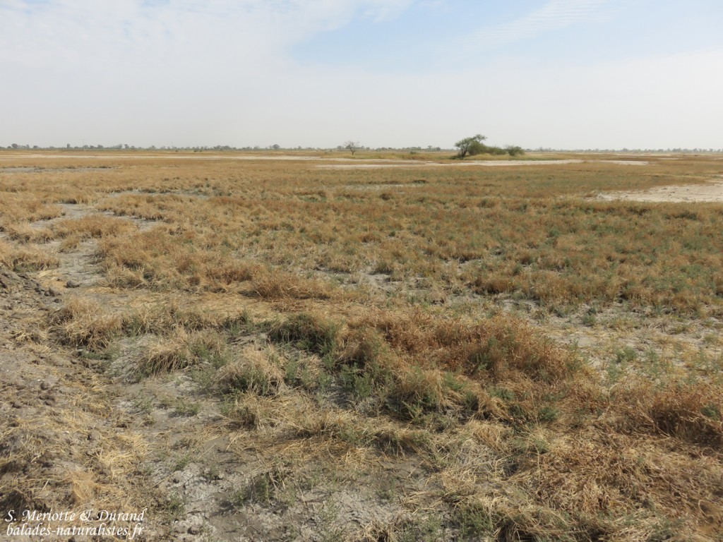 Paysages du Sine Saloum