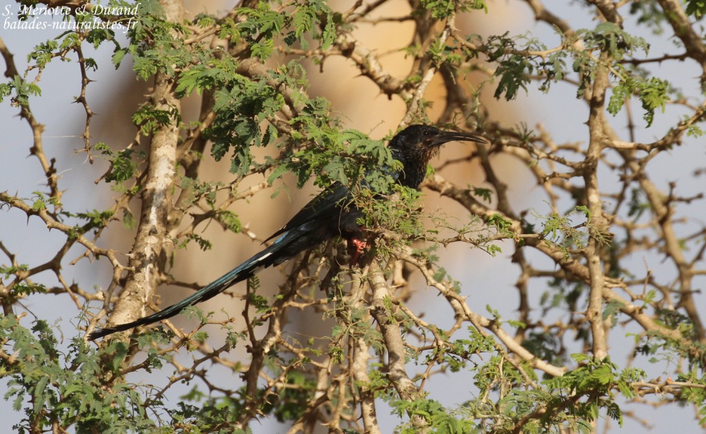 Irrisor moqueur, Sine Saloum