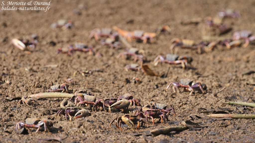Crabes violonistes, La Somone, Sénégal