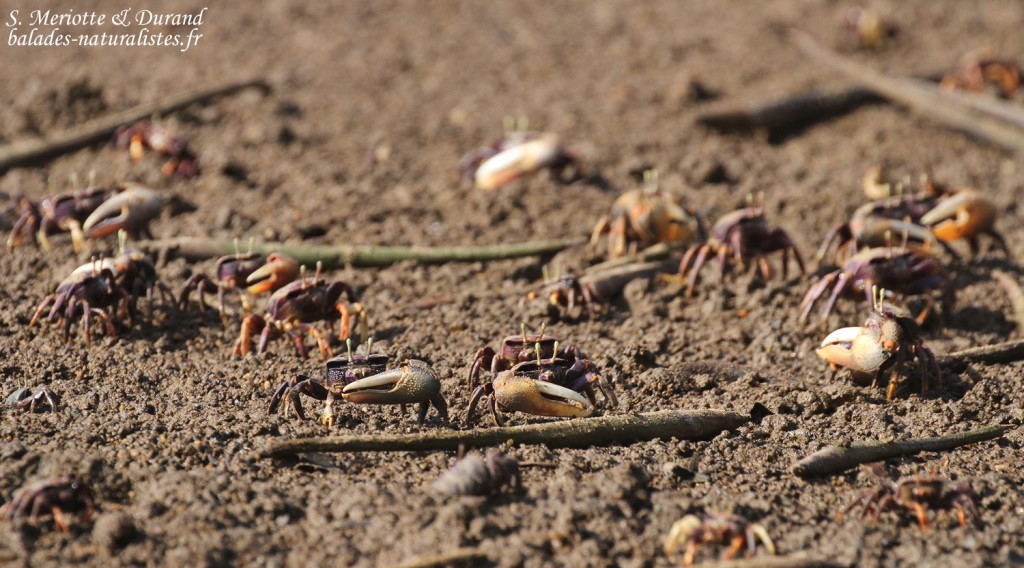 Crabes violonistes, La Somone, Sénégal