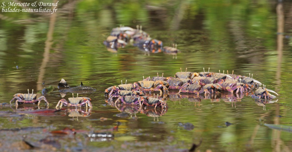 Crabes violonistes, La Somone, Sénégal