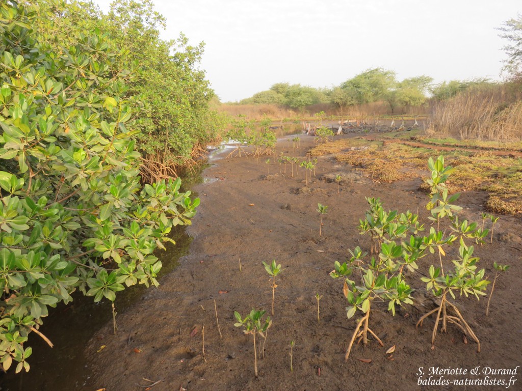 Mangrove, La Somone, Sénégal
