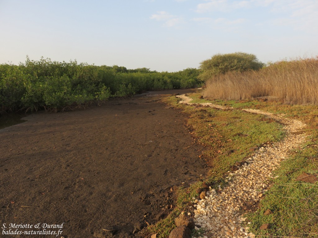 Sentier de découverte, La Somone, Sénégal