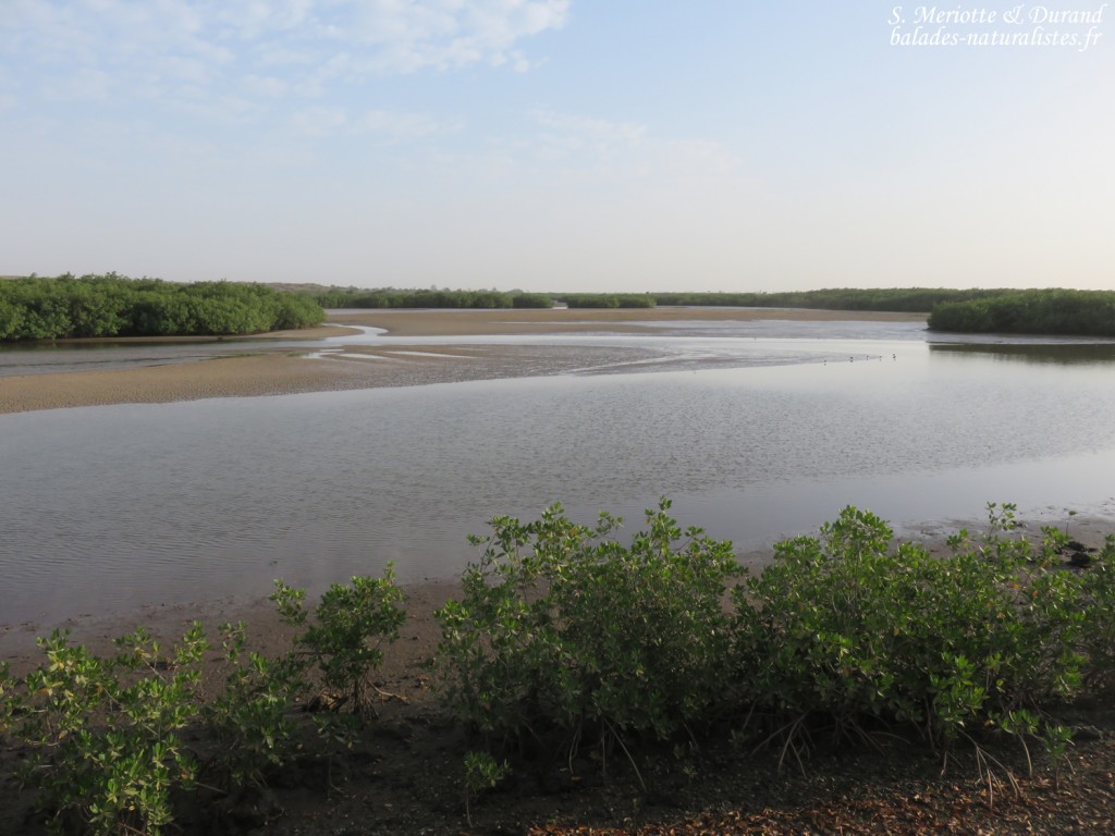 Mangrove, La Somone, Sénégal