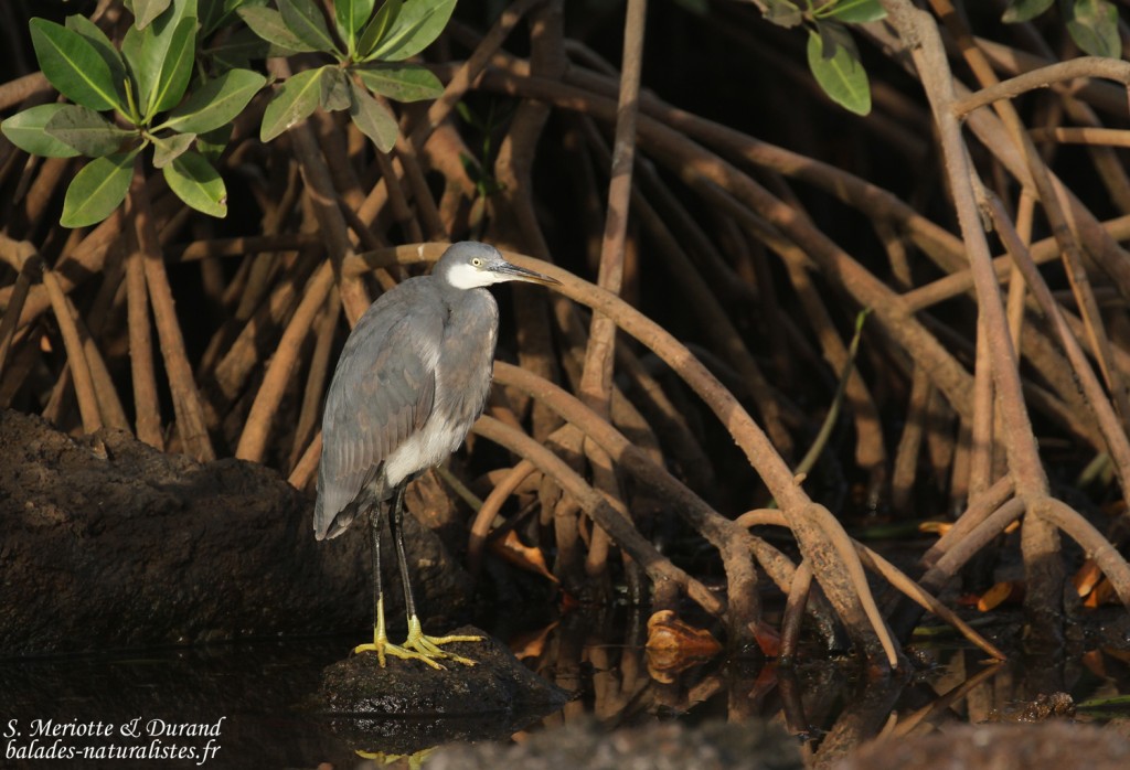 Aigrette des récifs, La Somone, Sénégal
