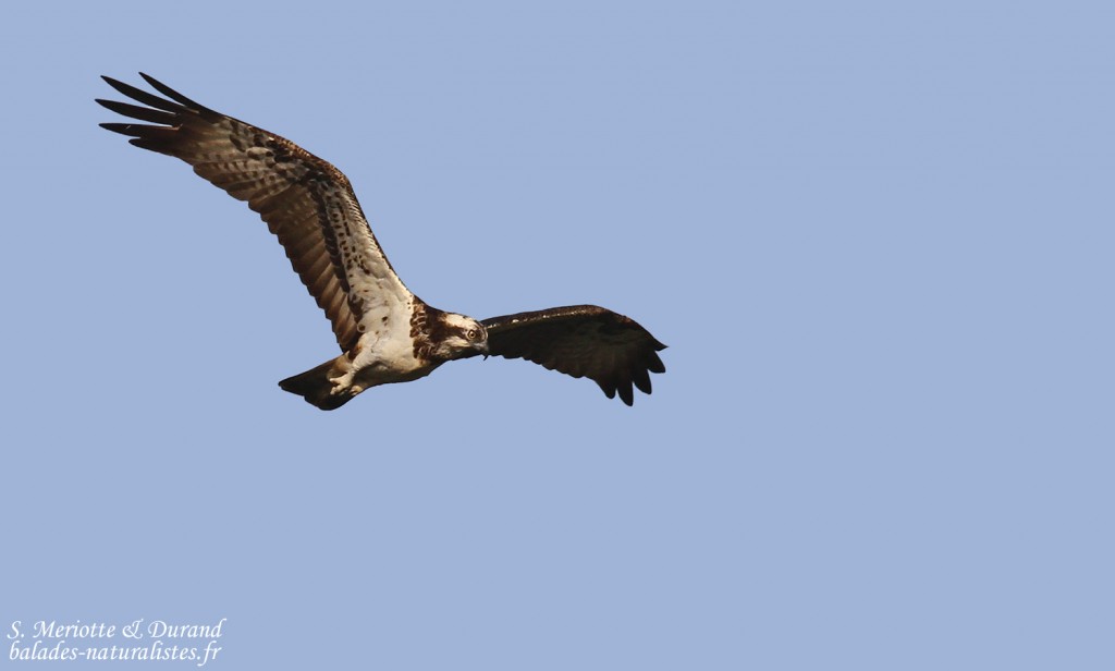 Balbuzard pêcheur, La Somone, Sénégal