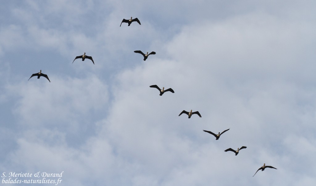 Cormorans à poitrine blanche, La Somone, Sénégal