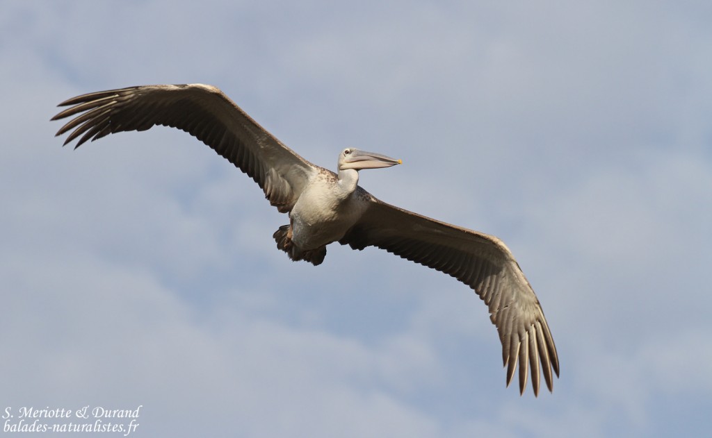 Pélican gris, La Somone, Sénégal