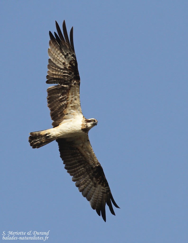 Balbuzard pêcheur, La Somone, Sénégal