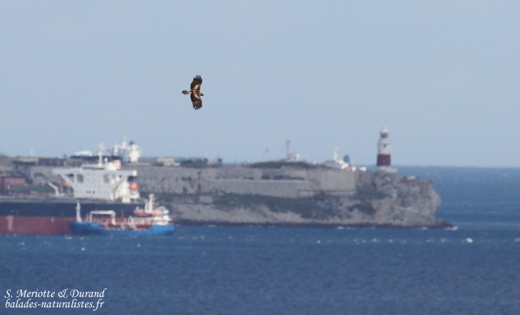 Aigle botté, Détroit de Gibraltar