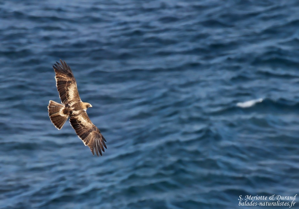 Aigle botté, Détroit de Gibraltar