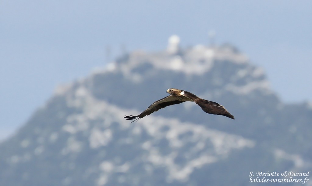 Aigle botté, Détroit de Gibraltar