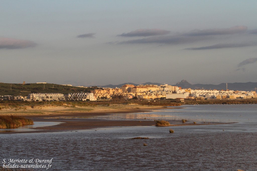 Tarifa
