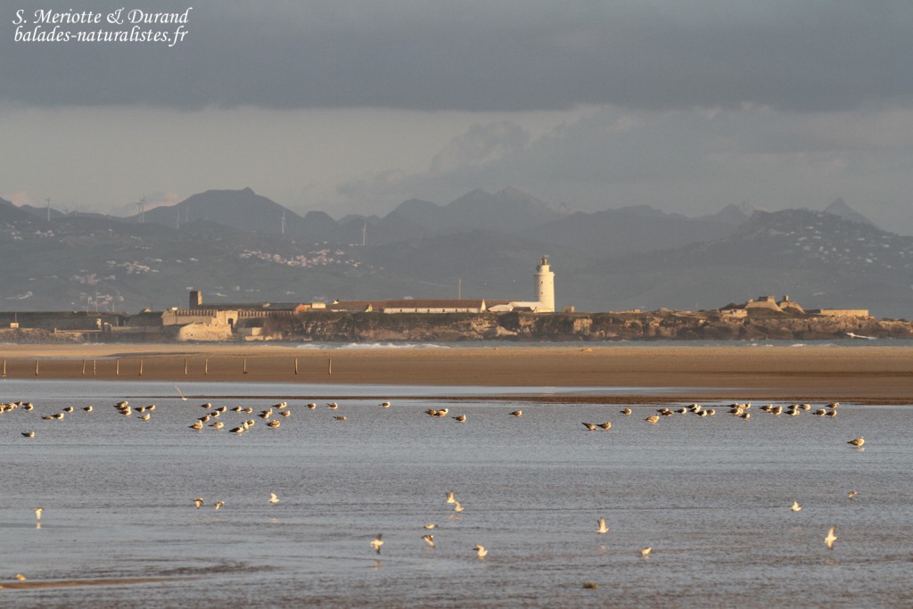 Tarifa