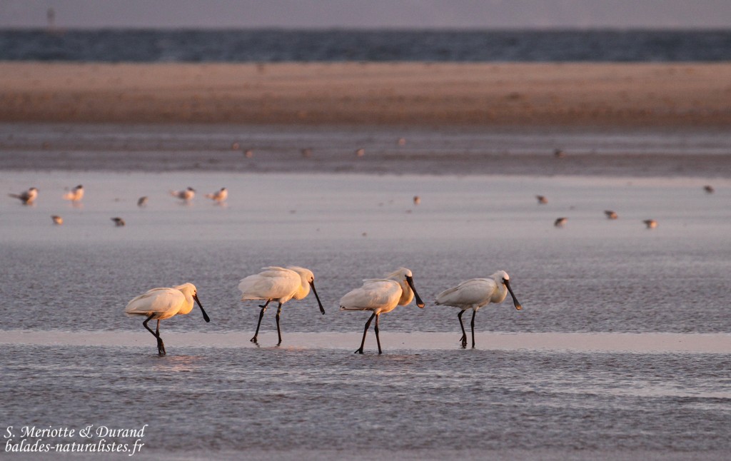 Spatules blanches, Tarifa