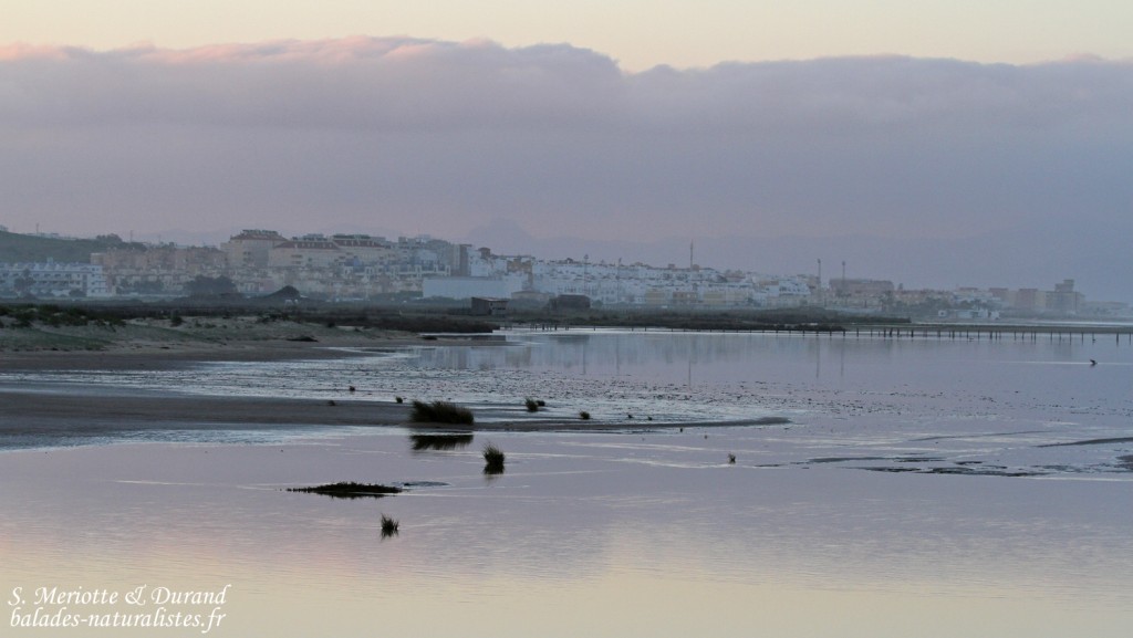 Tarifa
