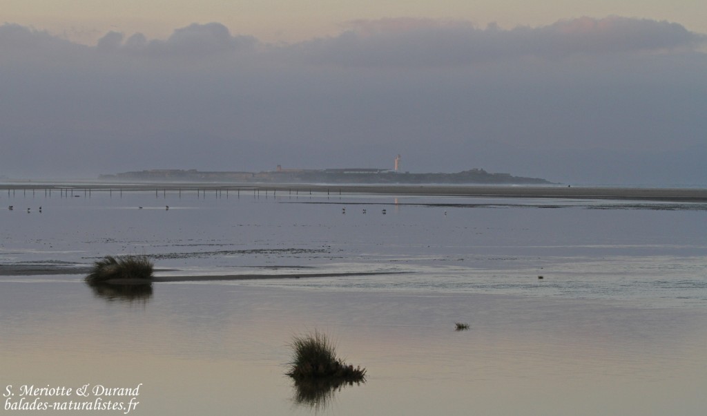Tarifa