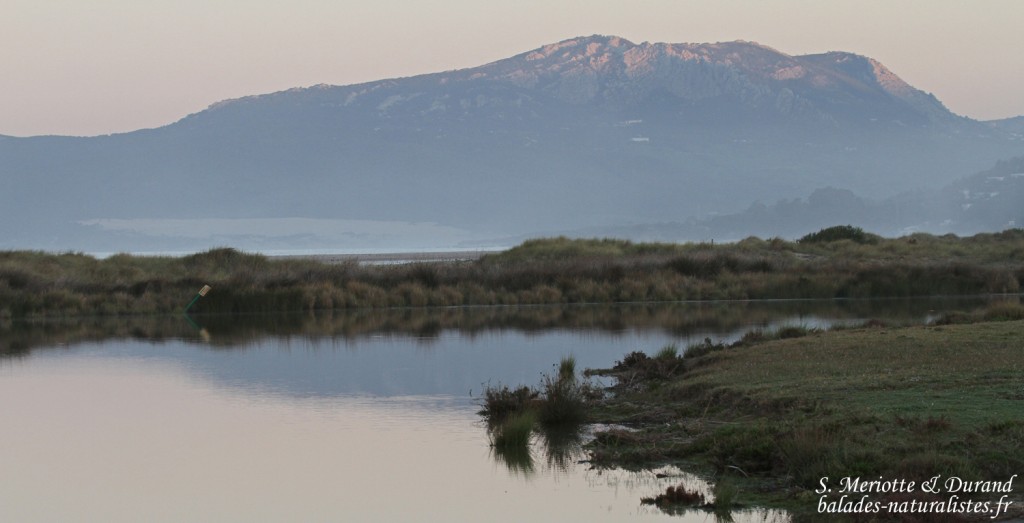 Tarifa