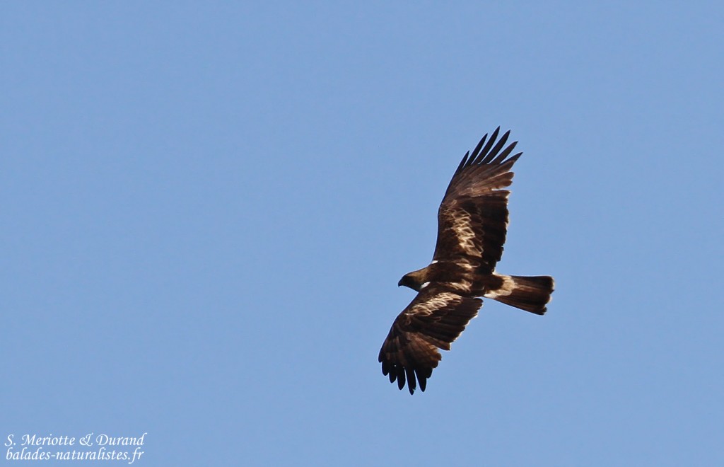 Aigle botté, Détroit de Gibraltar