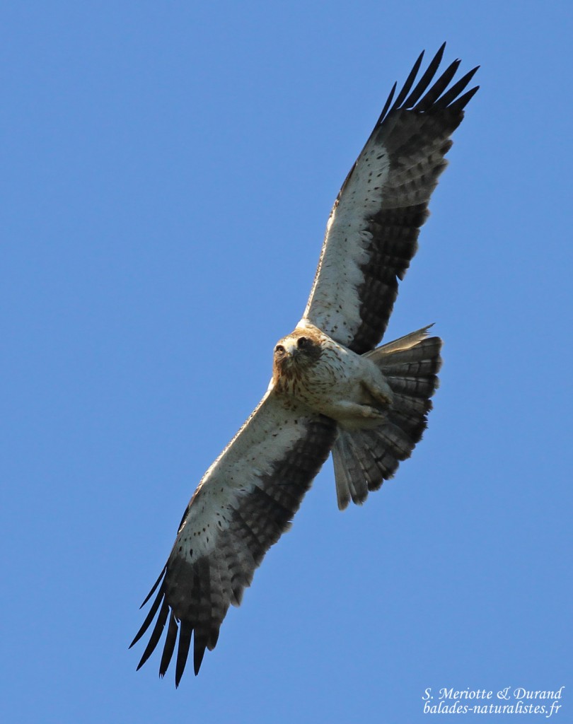 Aigle botté, Détroit de Gibraltar