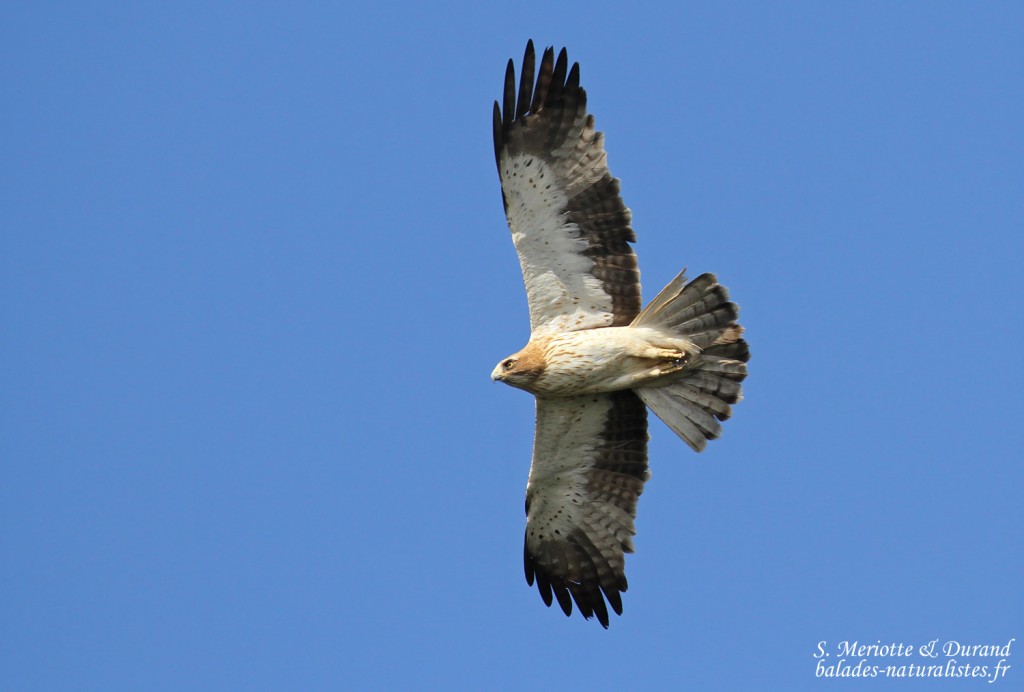 Aigle botté, Détroit de Gibraltar