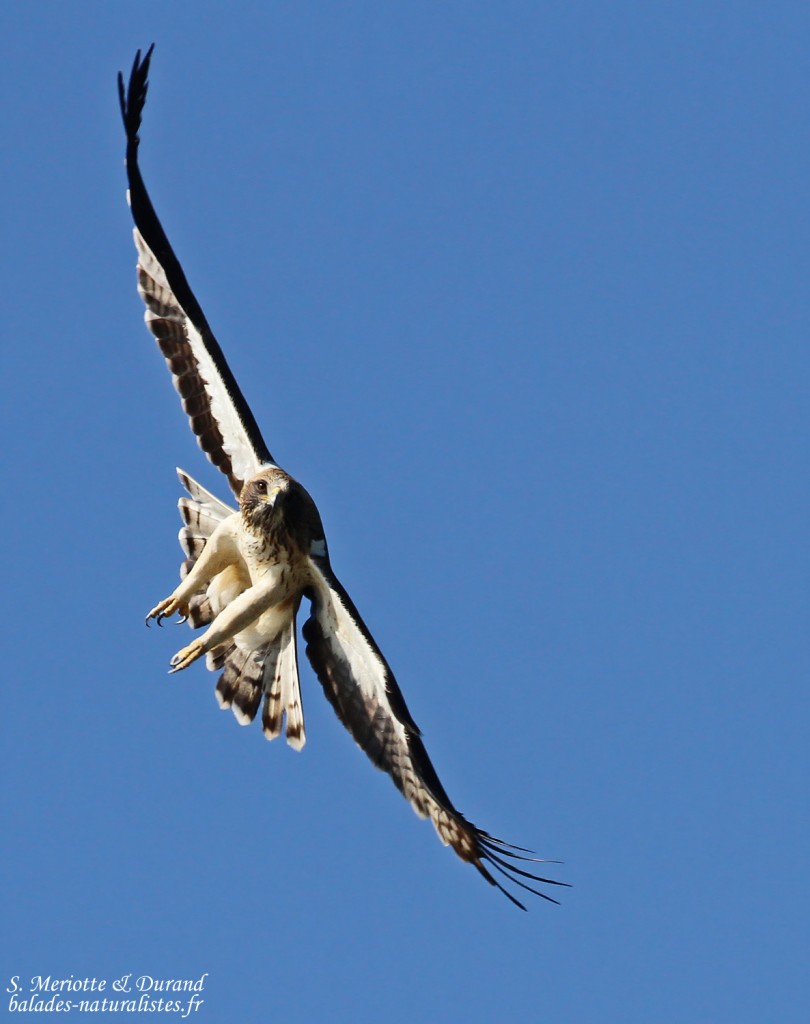 Aigle botté, Détroit de Gibraltar