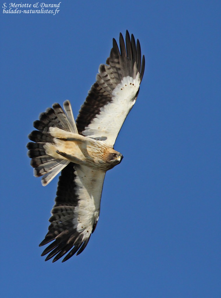 Aigle botté, Détroit de Gibraltar