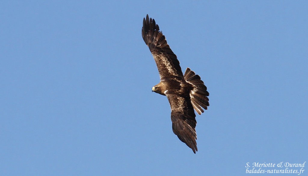 Aigle botté, Détroit de Gibraltar