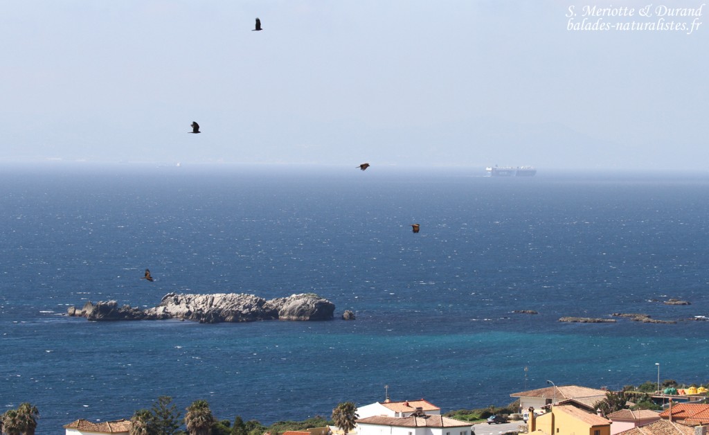 Milans noirs, Détroit de Gibraltar
