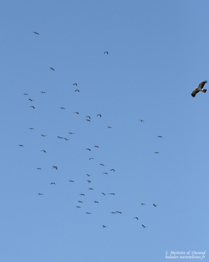 Aigle botté et pompe de Cigognes blanches, Détroit de Gibraltar