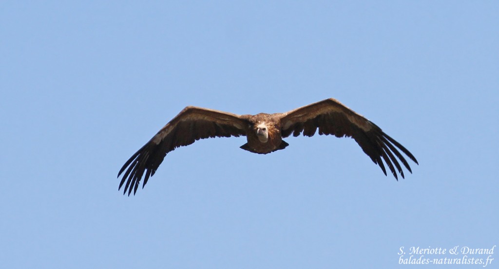 Vautour fauve, Détroit de Gibraltar