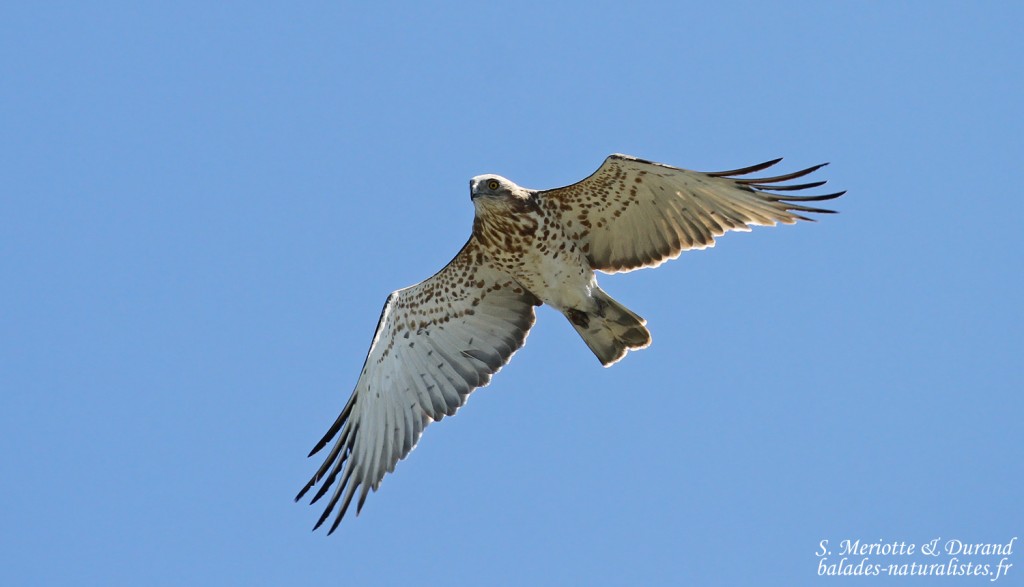 Circaète Jean-le-blanc, Détroit de Gibraltar