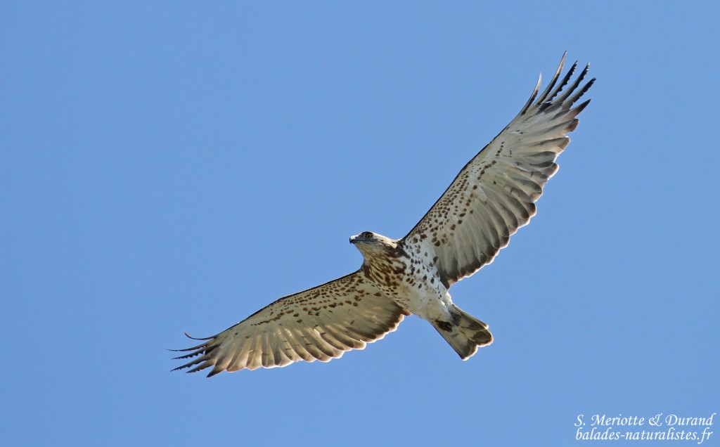 Circaète Jean-le-blanc, Détroit de Gibraltar