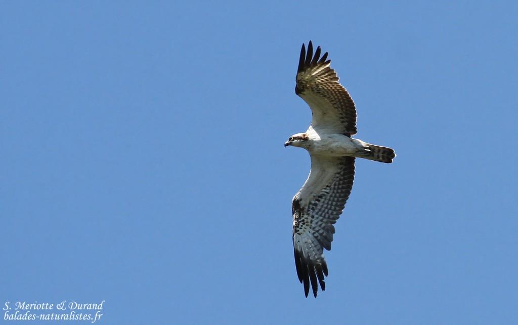 Balbuzard pêcheur, Détroit de Gibraltar