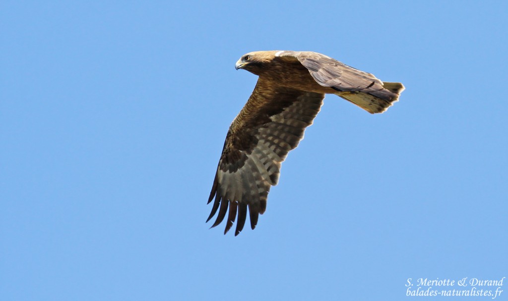Aigle botté, Détroit de Gibraltar