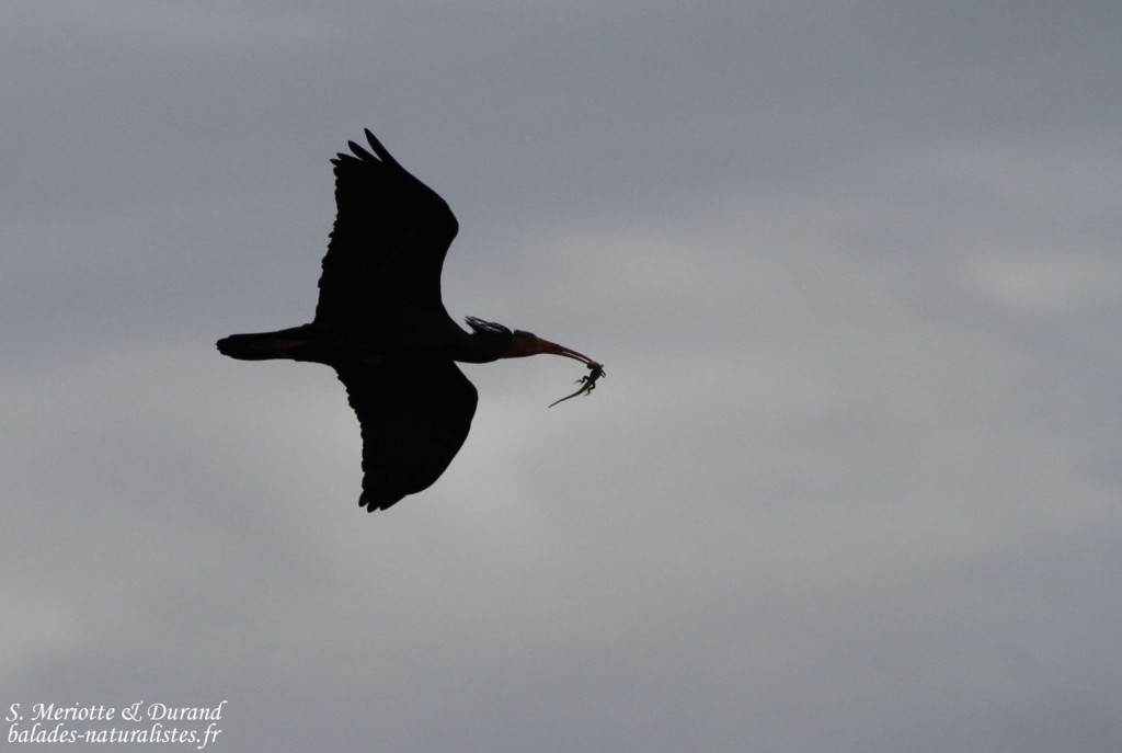 Ibis chauve, Maroc