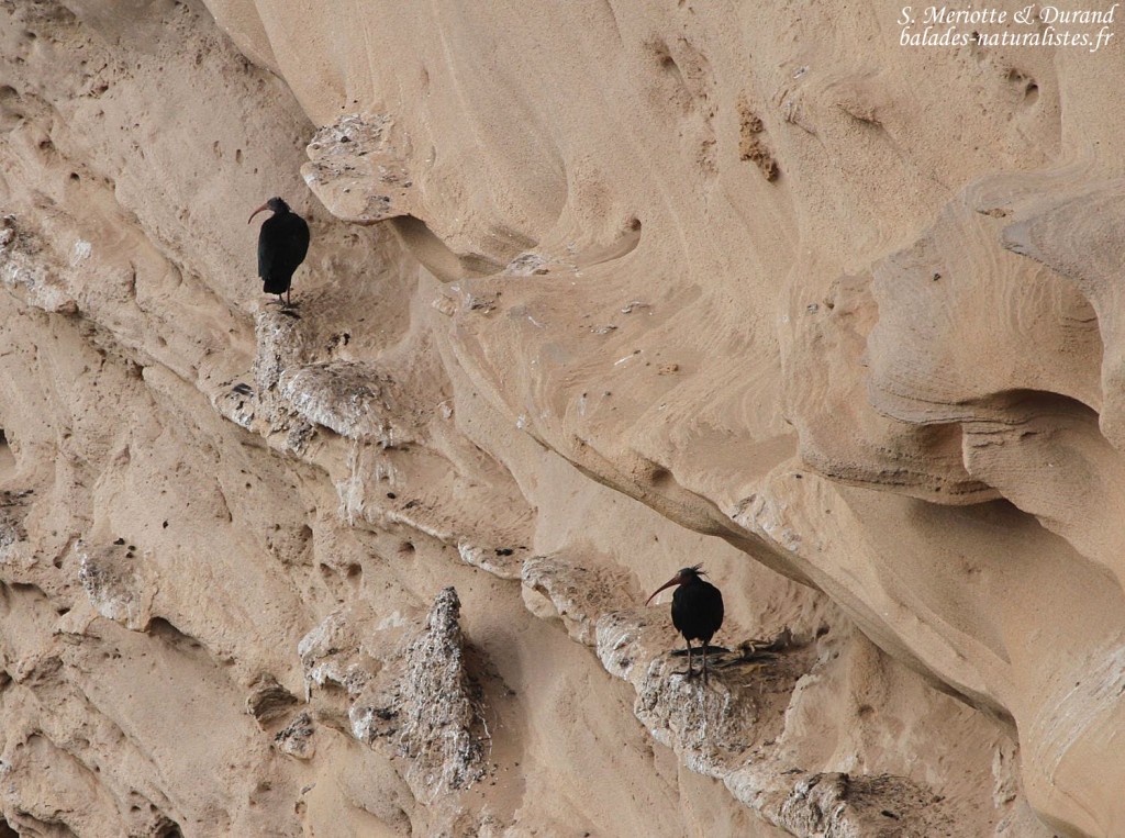 Ibis chauves, Maroc
